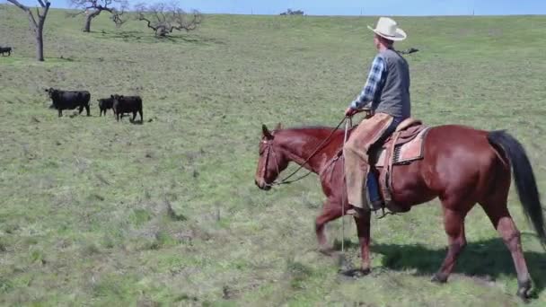 Volledig Schot Van Cowboy Rijden Voorkant Van Vier Koeien Als — Stockvideo