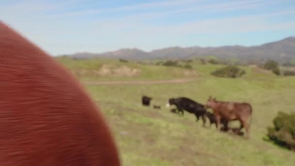 Het Paard Cowboy Vegen Een Close Voor Camera Het Vee — Stockvideo