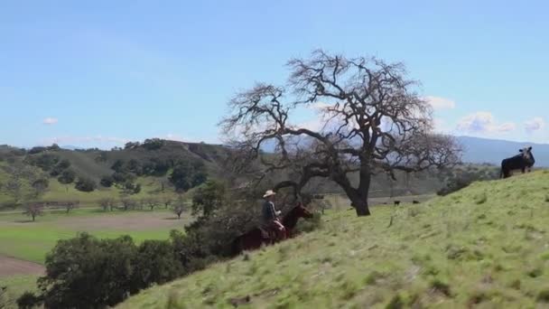 Een Steile Rand Omhoog Dragend Duwt Cowboy Erdoor Koe Draaien — Stockvideo