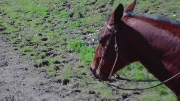 她在青草丛中走来走去 把马的头和脖子紧紧地拴在一起 以收集牲口 — 图库视频影像