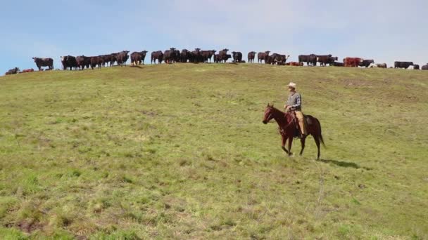 牛は静かに彼が群れの多くを見つけるために着手するように丘の上にそれらの下にカウボーイの乗り物を見て — ストック動画