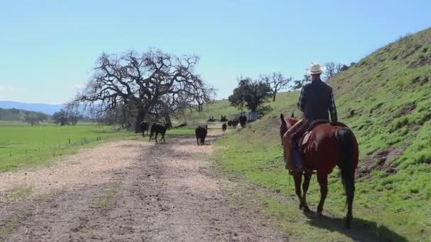 Caminhando Longo Estrada Coberta Feno Cowboy Empurra Gado Direção Portão — Vídeo de Stock