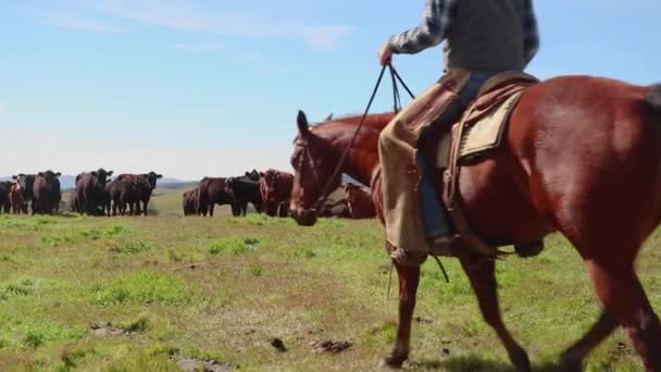 丘の上でカウボーイが牛の前に乗って満足していることを確認します — ストック動画