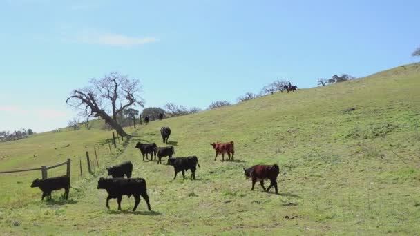 Cowboy Trots Resterende Paar Runderen Krijgen Door Kudde Met Rest — Stockvideo