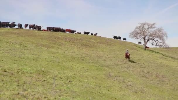 Ковбой Перевіряє Свою Худобу Коли Їде Під Ними Зеленому Пагорбі — стокове відео