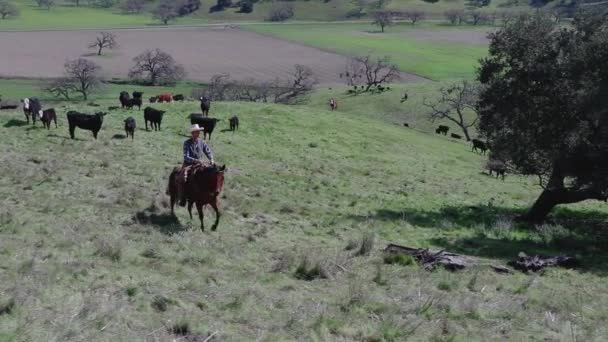 Top Hoek Van Een Cowboy Rijden Boven Zijn Vee — Stockvideo