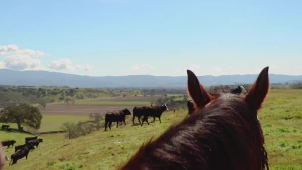 フレームの左側の3分の1を取ると カメラは牛に焦点を当てた馬とカウボーイを通って移動します — ストック動画