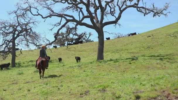 Två Ekar Ramar Boskap Och Cowboy Perfekt När Rider Mellan — Stockvideo