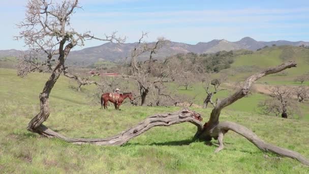 Med Fallna Träd Kliver Cowboyen Hästen — Stockvideo