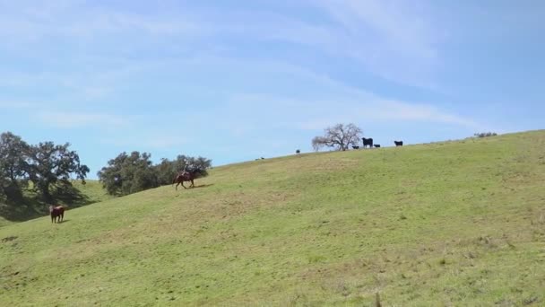 Bred Bild Cowboy Rider Uppför Åsen Sin Gröna Betesmark — Stockvideo