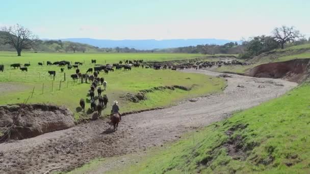 Cowboy Klaar Met Het Duwen Van Zijn Vee Kleine Heuvel — Stockvideo