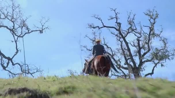 牛の群れを見つけるために向かって馬と彼女のライダーの低角度ショット — ストック動画