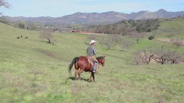 Der Cowboy Führt Sein Pferd Durch Die Hügel Den Ritt — Stockvideo