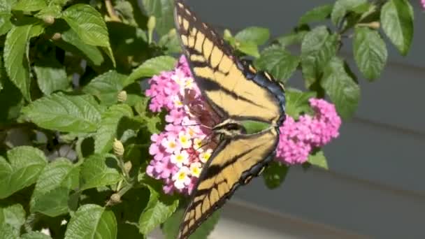 Una Mariposa Amarilla Alimenta Néctar Brillante Día Verano — Vídeos de Stock