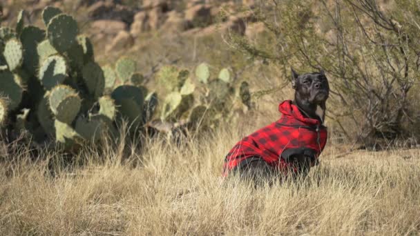 Kırmızı Ekose Giyen Siyah Köpek Çölde Hazır Ola Geçer Kameraya — Stok video