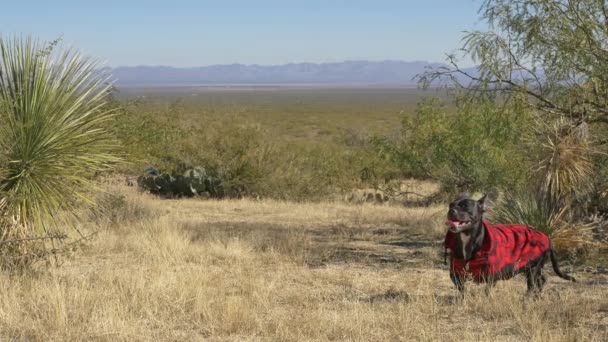 Piccolo Cane Caccia Nero Che Indossa Plaid Rosso Nel Deserto — Video Stock