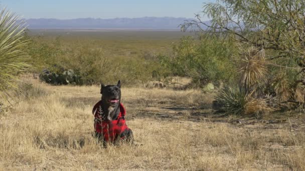 Black Hunting Dog Big Ears Wearing Plaid Sits Desert Panting — Stock Video