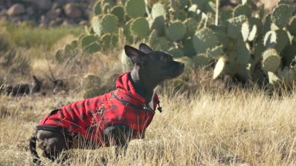 Lungo Corto Cane Nero Con Indosso Plaid Rosso Annusa Aria — Video Stock