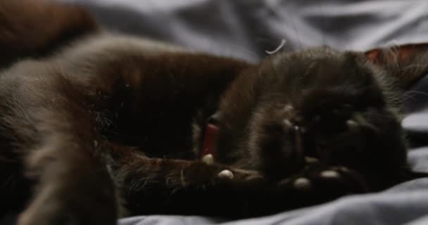 Beautiful Young Black Cat Licking Itself Clean Slow Motion — Stock Video