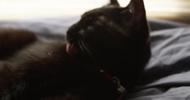 Beautiful Young Black Cat Licks Itself Clean Slow Motion — Stock Video