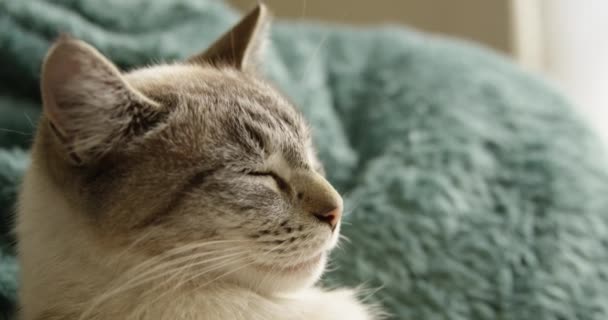 Όμορφη Άσπρη Γκρι Γάτα Κοιμάται Μάτια Κλειστά Αργή Κίνηση — Αρχείο Βίντεο