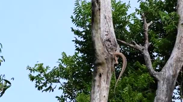 Clouded Monitor Lizard Found Thailand Other Countries Asia Tree Climber — Stock Video