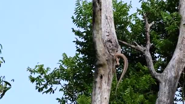 Lagarto Monitor Nublado Encuentra Tailandia Otros Países Asia Trepador Árboles — Vídeos de Stock