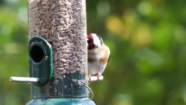 Fotografía Cámara Lenta Jilguero Carduelis Carduelis Rompiendo Corazones Girasol Comedero — Vídeos de Stock