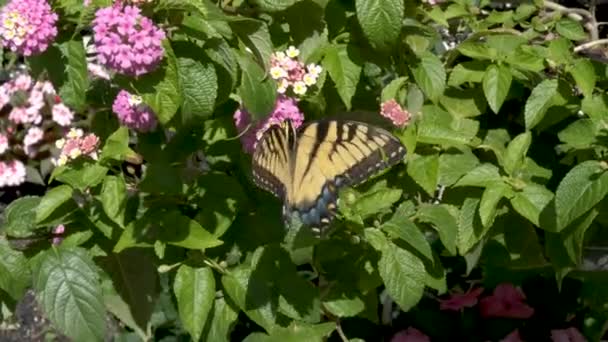 Angolo Largo Una Farfalla Gialla Che Nutre Fiori Rosa Nell — Video Stock