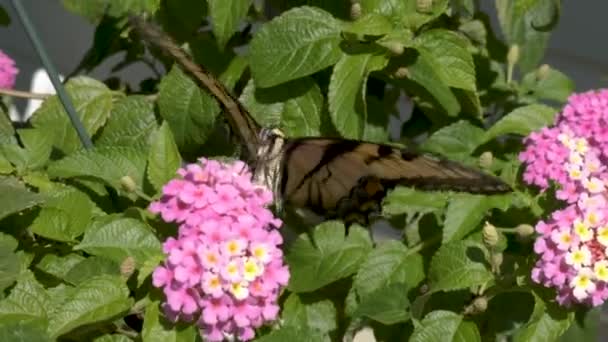 Quick Jittery Butterfly Uses Its Long Proboscis Probe Nectar Flowers — Stock Video