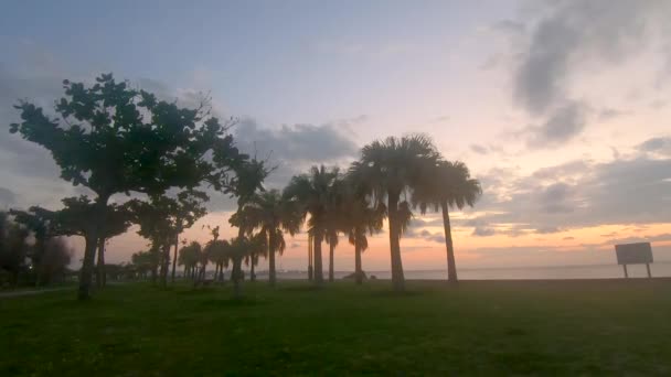 Time Lapse Palmiers Nuages Déplaçant Dans Différentes Directions Coucher Soleil — Video