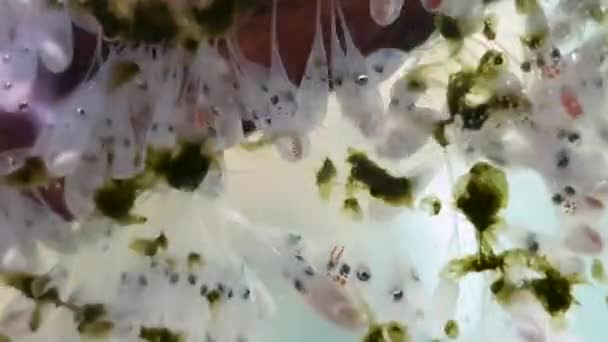 Closeup Octopus Mother Arms Aerating Her Eggs — Stock Video