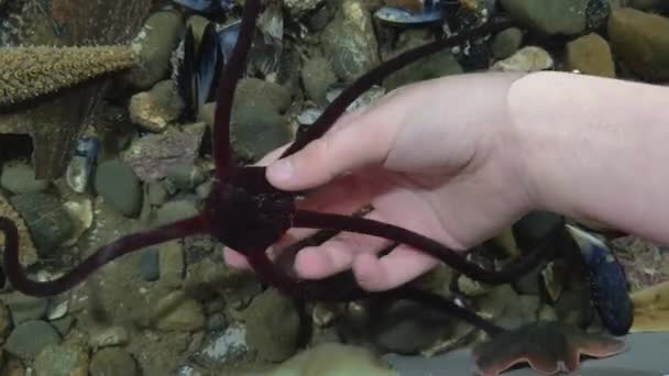 Una Estrella Quebradiza Huye Mientras Una Mano Infantil Recoge Tanque — Vídeo de stock