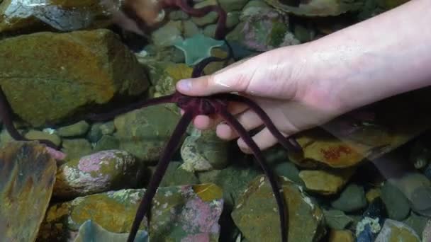 Barnhand Plockar Upp Spröd Stjärna Touchtank — Stockvideo