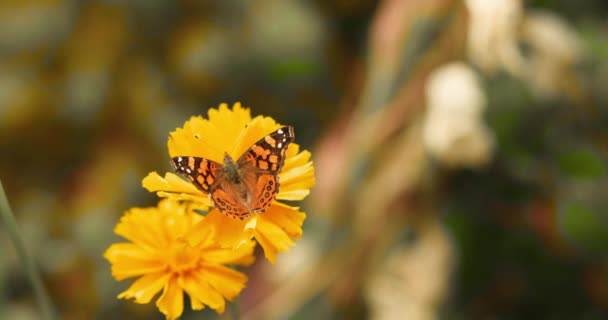 Hermosa Mariposa Monarca Poliniza Una Flor Una Brisa Disparo Slowmotion — Vídeos de Stock