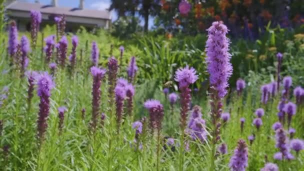 Pszczoły Żywiące Się Kwiatami Botanic Gardnes Melbourne Australia — Wideo stockowe