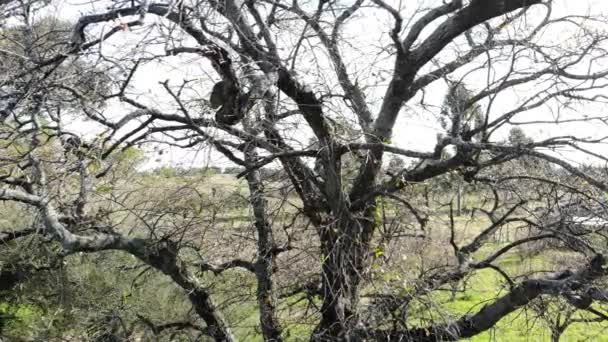 Drone Aéreo Vídeo Uma Árvore Com Ninho Pássaros Construído Entre — Vídeo de Stock