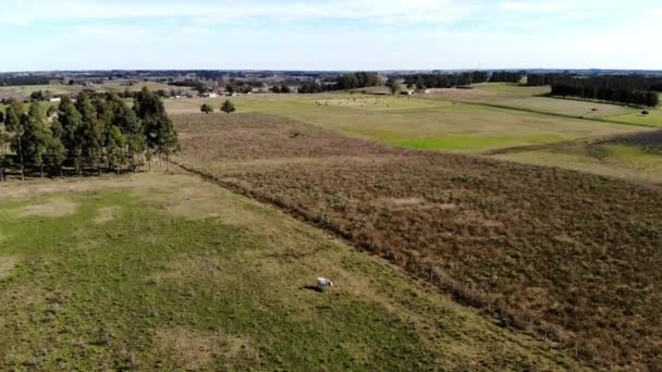 Luchtfoto Van Het Platteland Met Een Koe Een Zonnige Dag — Stockvideo