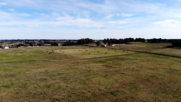 Antenni Video Lehmän Maatilan Alalla Sijaitsee Canelones Uruguay — kuvapankkivideo