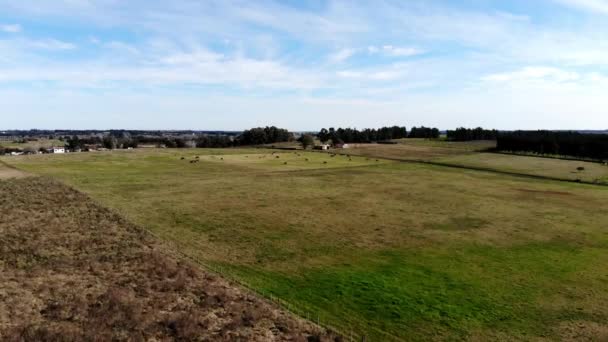 Aerial Video Cow Farm Field Located Uruguay — Stock Video