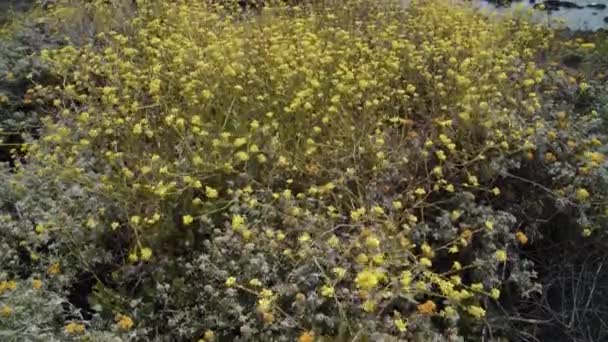 Robuste Mittelkalifornische Küste San Simeon Neigung Von Gelben Wildblumen Zum — Stockvideo