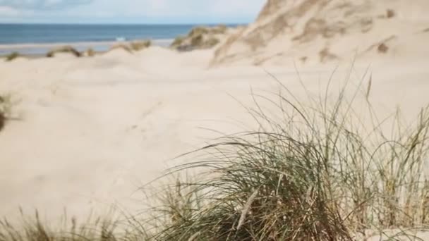 Côte Atlantique Danoise Vue Depuis Les Dunes Sur Plage Herbe — Video