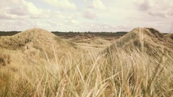 Dunas Arena Pasto Dunas Costa Atlántica Dinamarca Profundidad Campo Superficial — Vídeo de stock