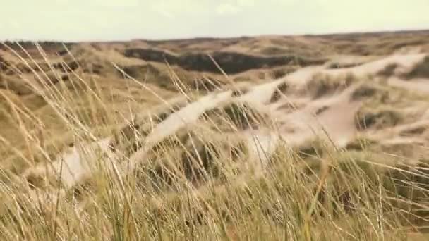 Sand Dunes Dune Grass Atlantic Coastline Denmark Shallow Depth Field — Stock Video