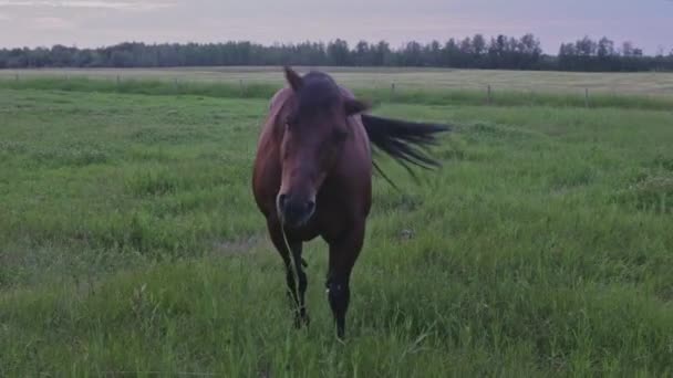 Pferde Grasen Abends Auf Einer Saftigen Weide Und Werden Von — Stockvideo