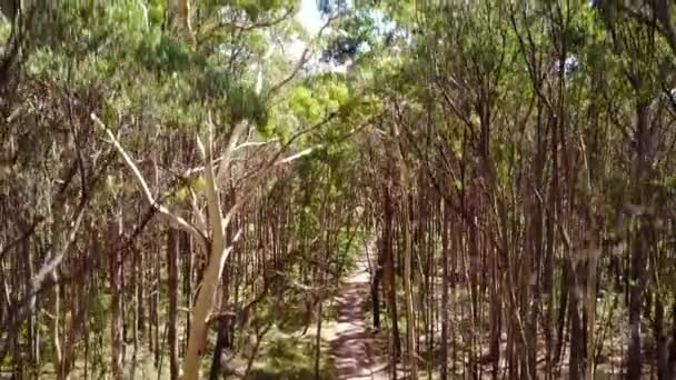 Rising Drone Footage Forest Canopy Wombat State Forest Trentham Victoria — Wideo stockowe