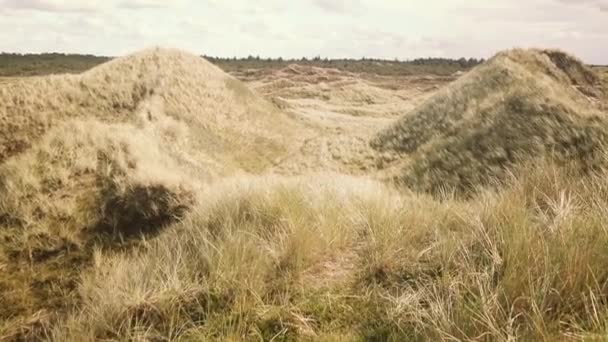 Scénický Pohled Dunovou Krajinu Dunovou Trávou Atlantickém Pobřeží Dánsku — Stock video