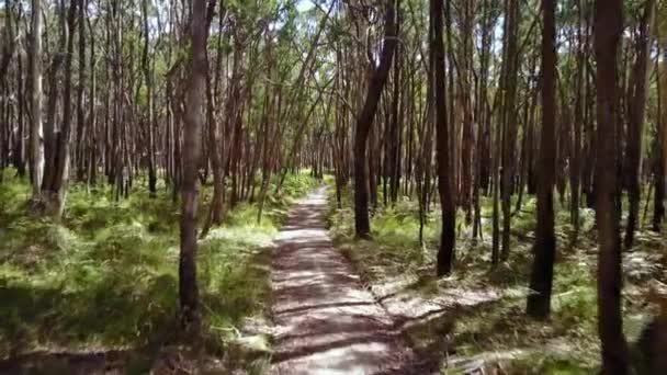 Avançando Longo Uma Trilha Floresta Estadual Wombat Perto Trentham Victoria — Vídeo de Stock