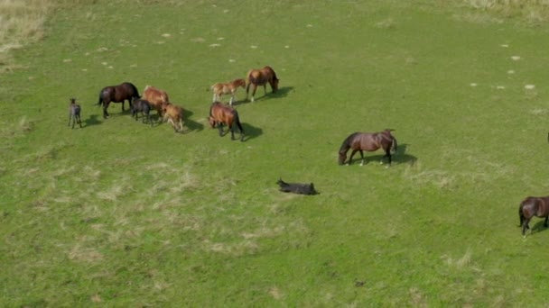 Koně Pasou Pastvinách Vzdušné Pohled Zelenou Krajinu Stím Hnědých Koní — Stock video