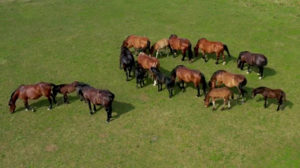 Otlakta Otlayan Atlar Kahverengi Atlar Sürüsi Ile Yeşil Manzaranın Havadan — Stok video